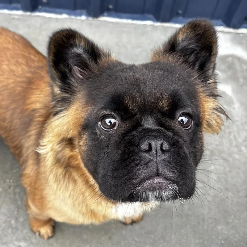 A young medium-sized female French Bulldog dog named Foxy for adoption in Northbrook, IL