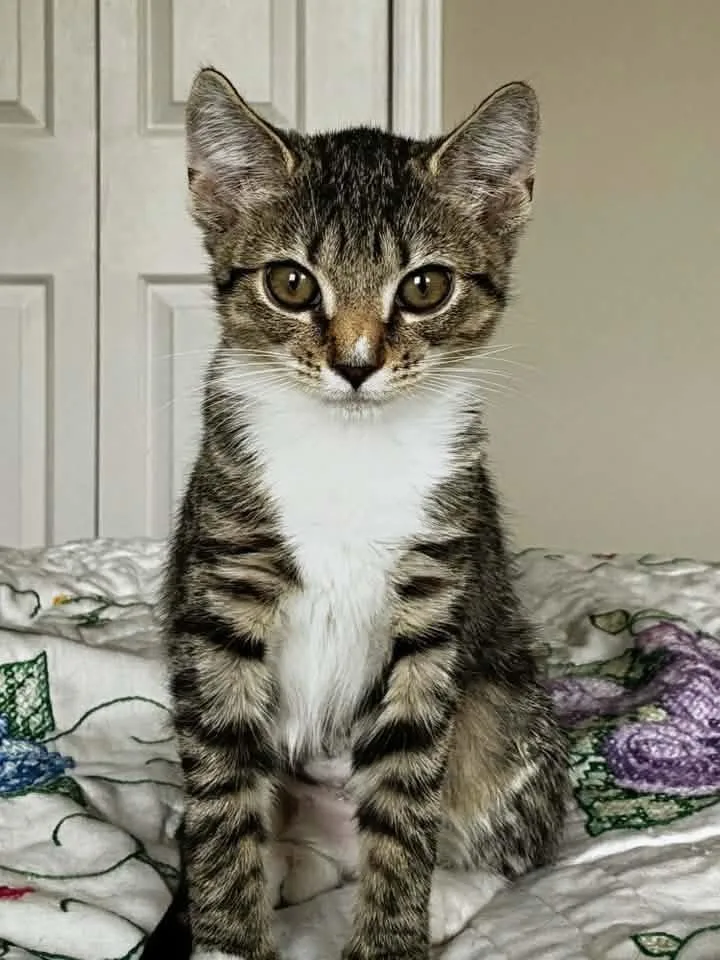 A baby medium-sized female Tabby (Tiger Striped) Domestic Short Hair cat named Lucky Laura for adoption in Breinigsville, PA