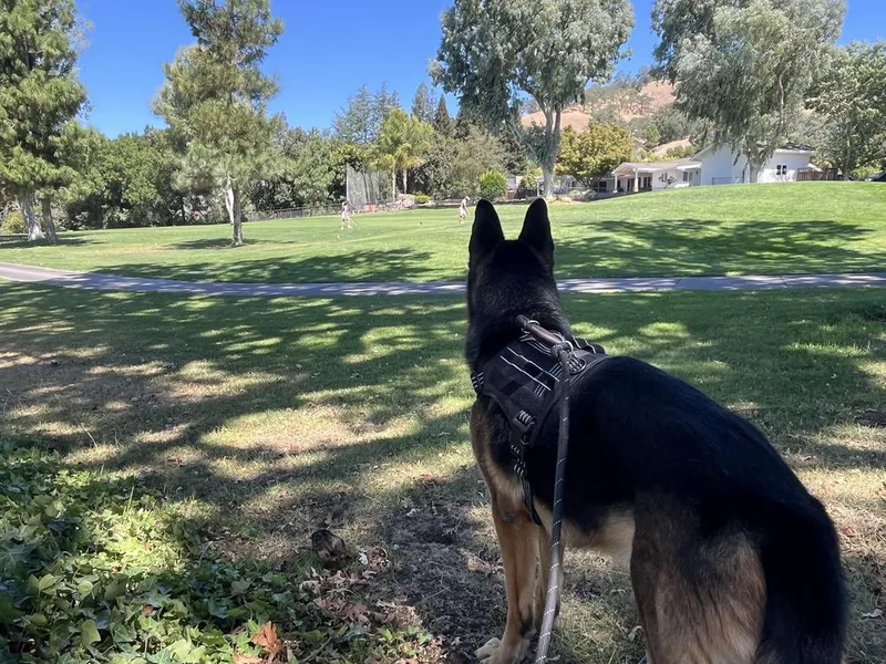 A senior large-sized male Brown / Chocolate German Shepherd Dog dog named Koda for adoption in Tigard, OR