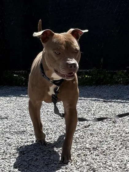 An adult large-sized male Mixed Breed dog named Chewie for adoption in Cincinnati, OH