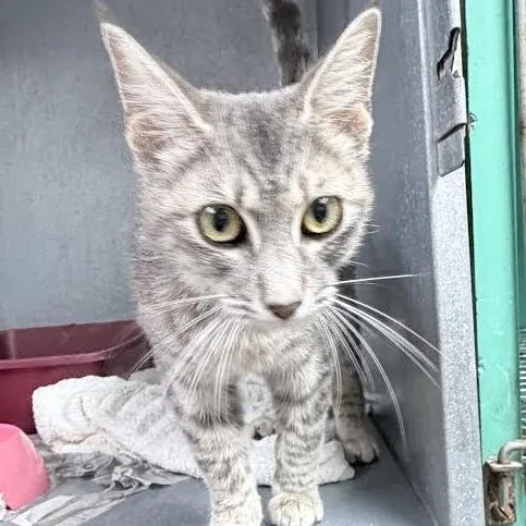 Pepper