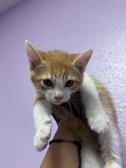 A baby small-sized male Orange / Red Domestic Short Hair cat named Sailor for adoption in El Paso, TX