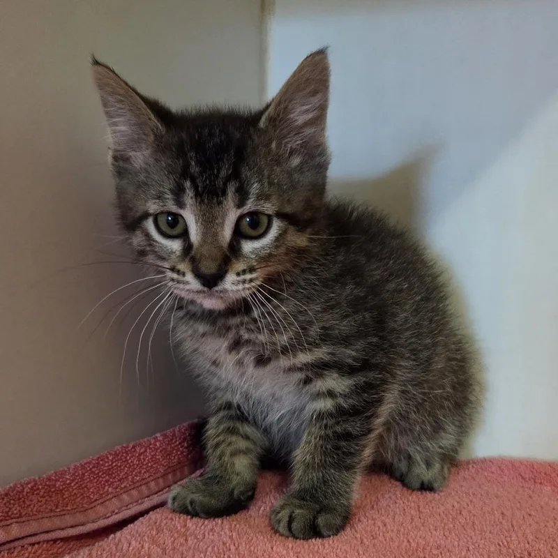 A baby small-sized male Brown / Chocolate Domestic Short Hair cat named Bok Choy for adoption in Hinsdale, IL