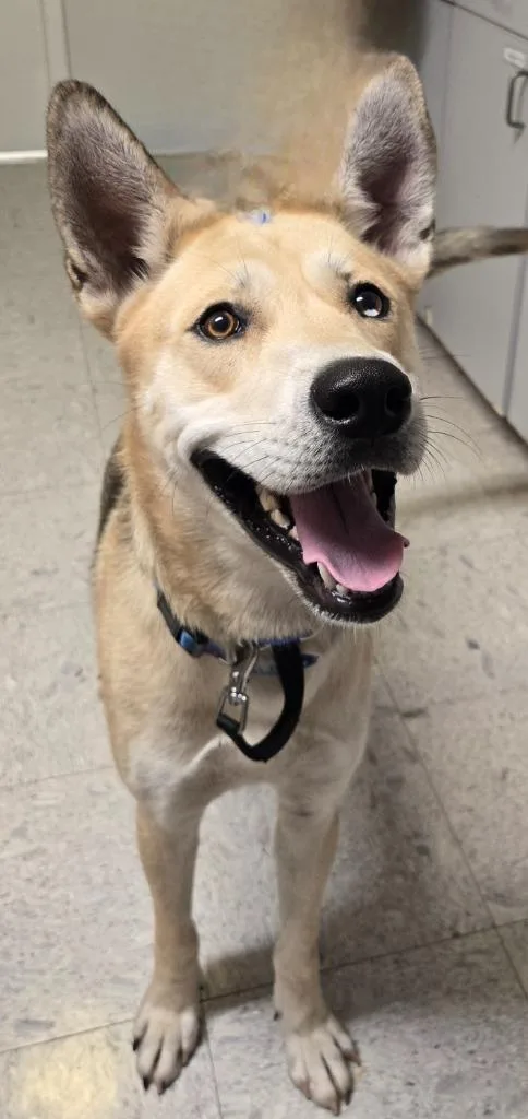 A young large-sized male Shepherd dog named Boss for adoption in Sandusky, OH