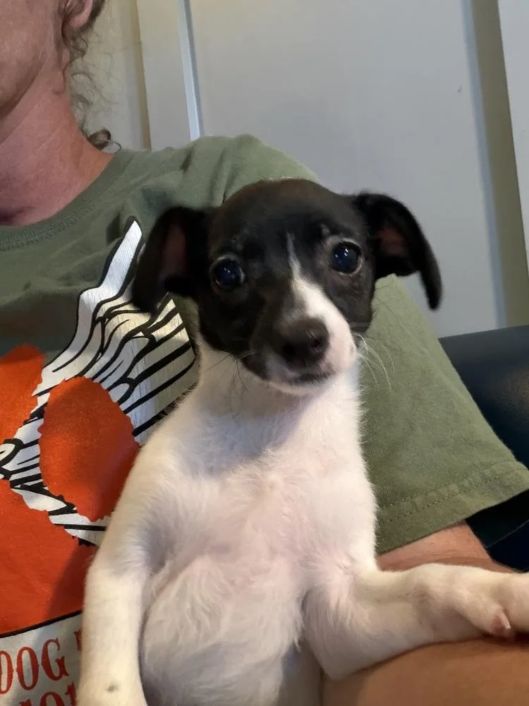 Dottie thumbnail 2