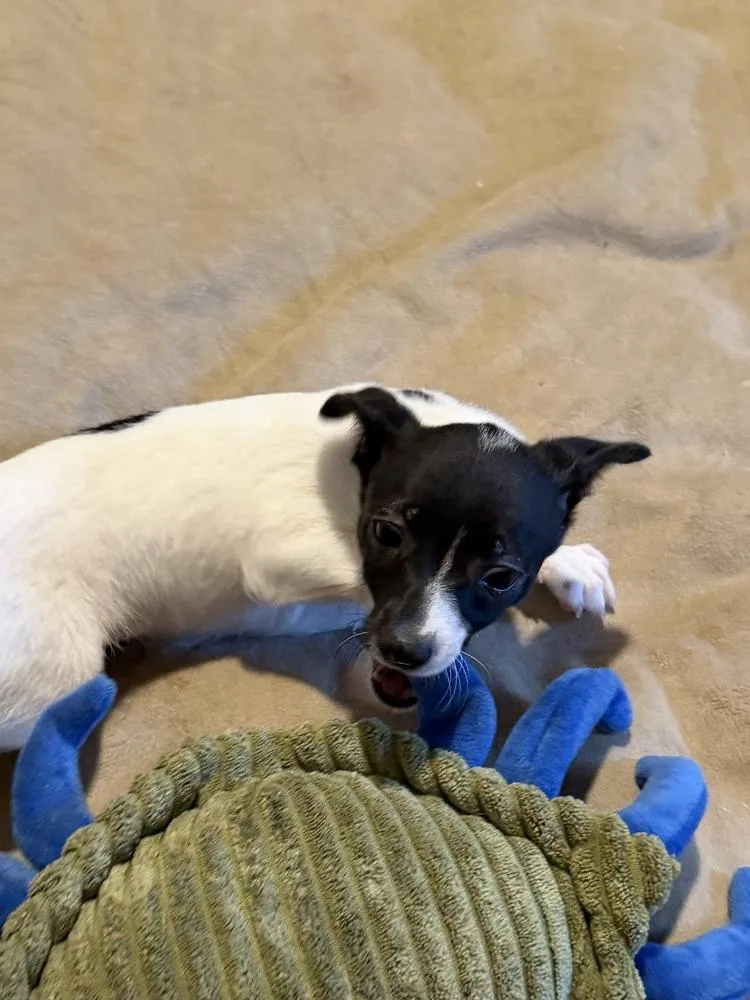 Dottie thumbnail 3