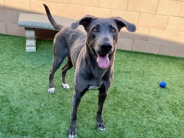 An adult large-sized female Great Dane dog named Emery for adoption in Moreno Valley, CA