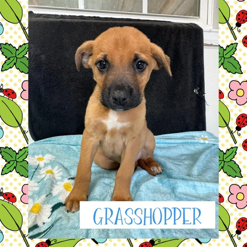 A baby medium-sized male Terrier dog named Grasshopper for adoption in Orlando, FL