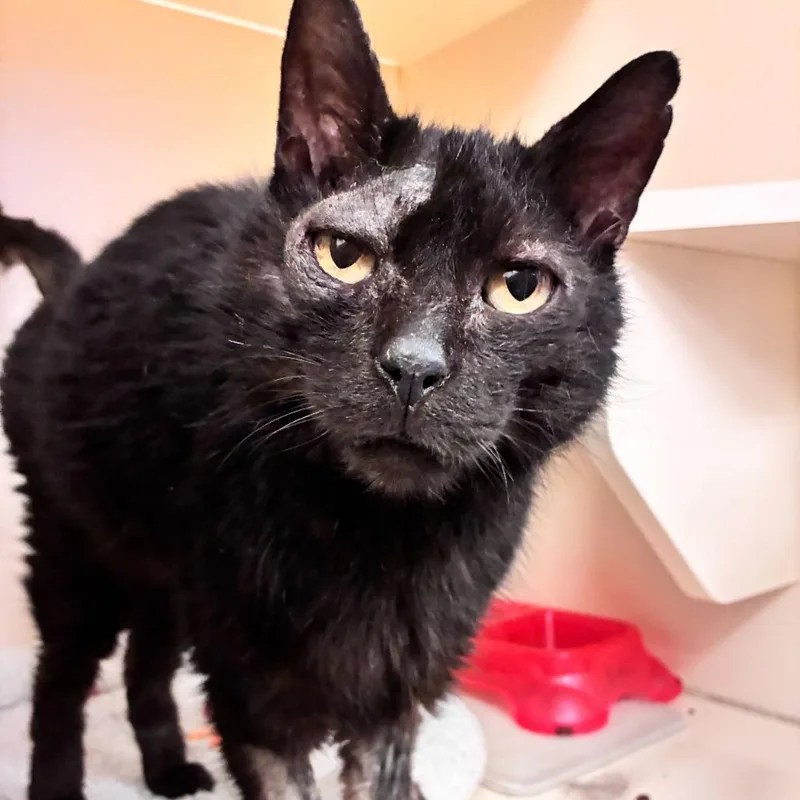 A senior small-sized male Black Domestic Short Hair cat named Eugene for adoption in Dayton, OH