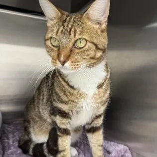 A young large-sized male Brown / Chocolate Domestic Short Hair cat named Fitzgerald for adoption in Tinley Park, IL
