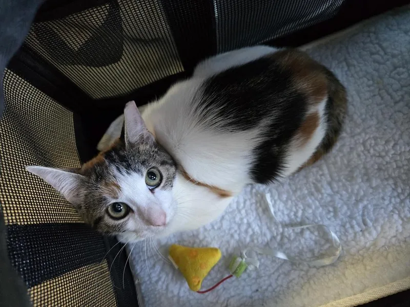 A baby small-sized female Domestic Short Hair cat named Mixie for adoption in Fort Walton Beach, FL