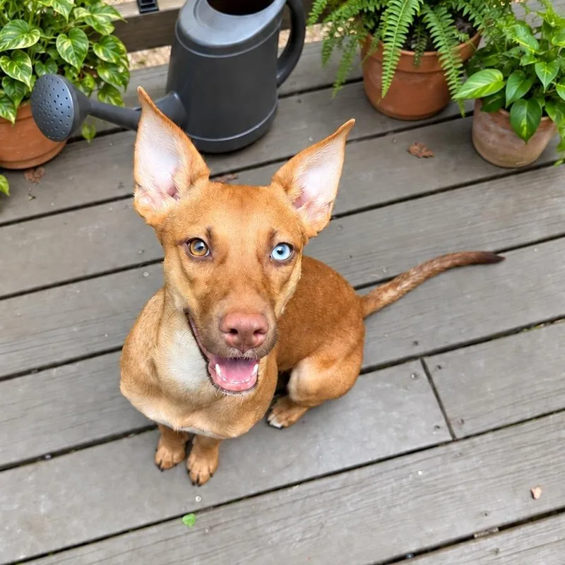 An adult small-sized female Yellow / Tan / Blond / Fawn Terrier dog named Tessa for adoption in Wake Forest, NC