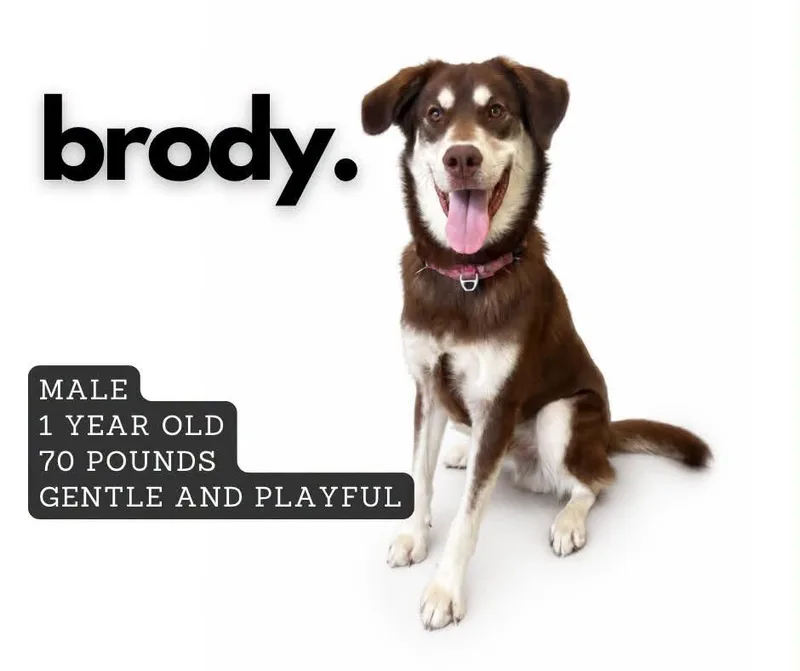 A young large-sized male Mixed Breed dog named Brody for adoption in Ashland, KY