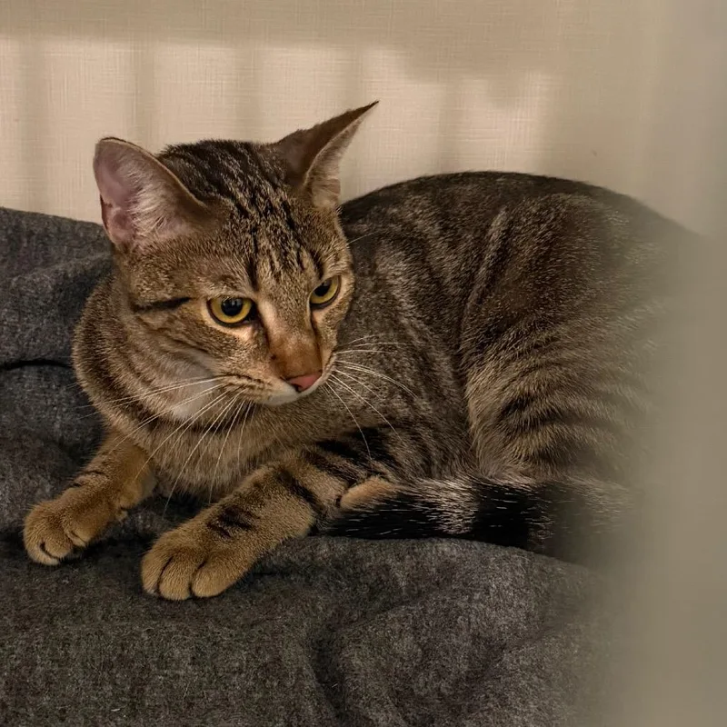A young medium-sized female Brown / Chocolate Domestic Short Hair cat named Regina for adoption in Port Charlotte, FL