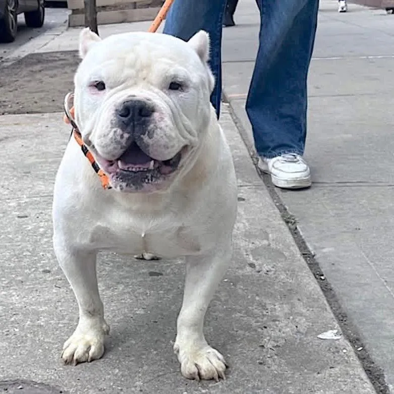 An adult large-sized male White / Cream Mixed Breed dog named Travis for adoption in Vassalboro, ME