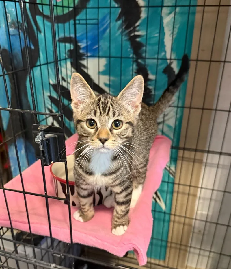 A young small-sized male Tabby (Gray / Blue / Silver) Tabby cat named Mittens for adoption in Temecula, CA