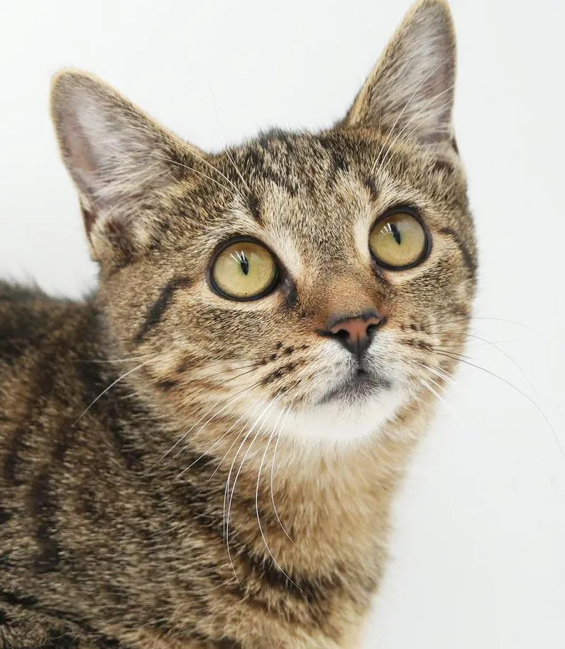 A baby small-sized female Tabby (Brown / Chocolate) Bengal cat named Nutmeg is nothing but for adoption in Bedford Hills, NY