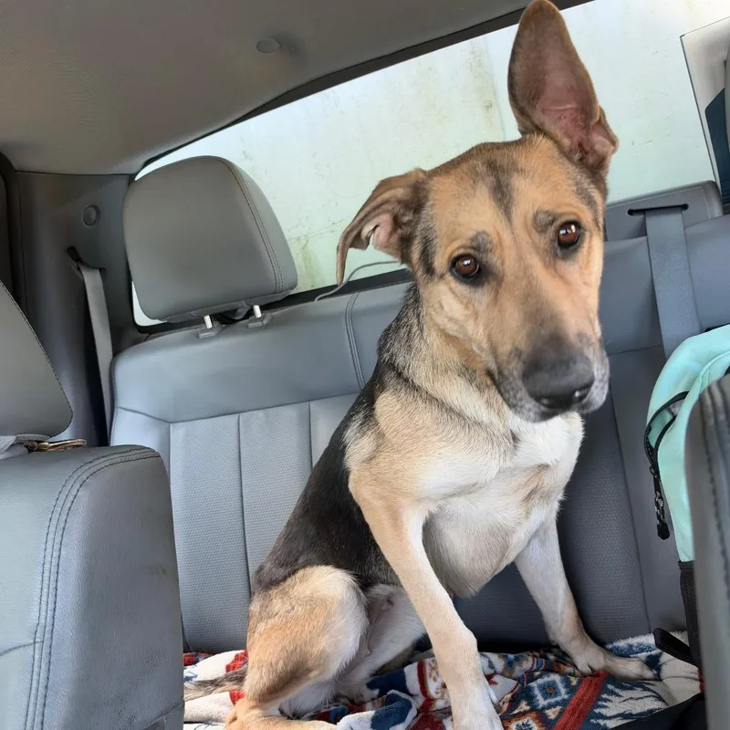 An adult large-sized female Yellow / Tan / Blond / Fawn German Shepherd Dog named Autumn for adoption in Galveston, TX