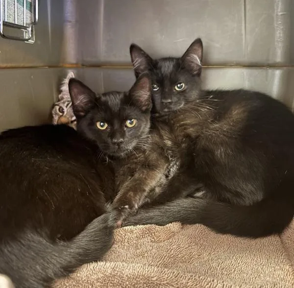 A baby medium-sized female Domestic Short Hair cat named Rachel for adoption in Dublin, CA