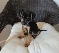 Cato