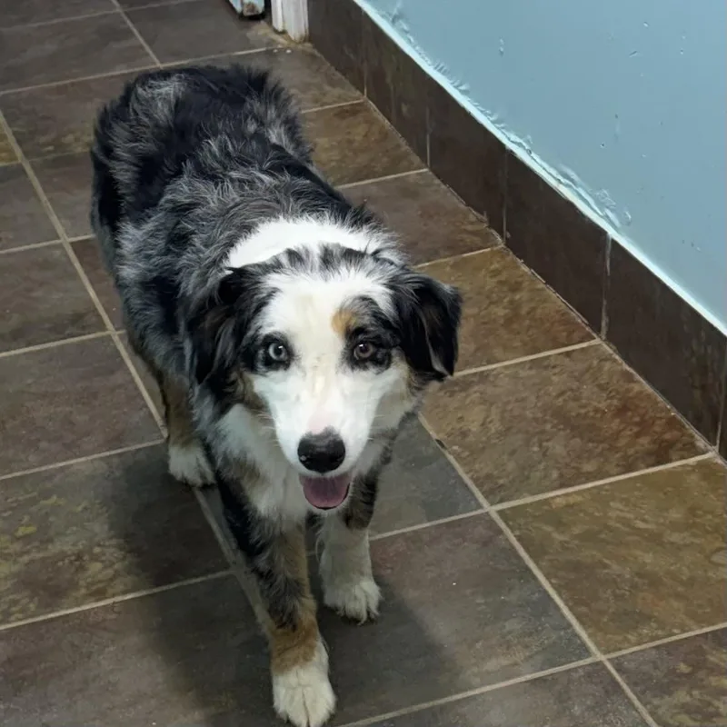 An adult small-sized female Merle (Blue) Australian Shepherd dog named Sugar for adoption in Louisburg, KS