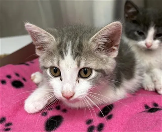 A baby small-sized female Domestic Short Hair cat named Thyme for adoption in Indianapolis, IN