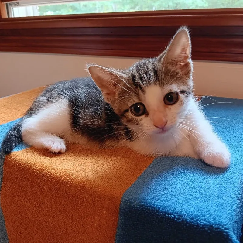 A baby small-sized female Brown / Chocolate Domestic Short Hair cat named Loretta for adoption in Bedford, NH