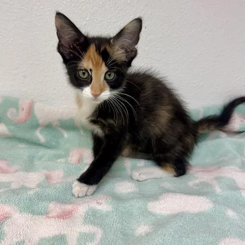 A baby small-sized female Calico Domestic Short Hair cat named Peach for adoption in Long Beach, CA