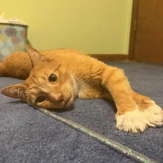A senior medium-sized male Orange / Red Domestic Short Hair cat named Dennis for adoption in Dayton, OH