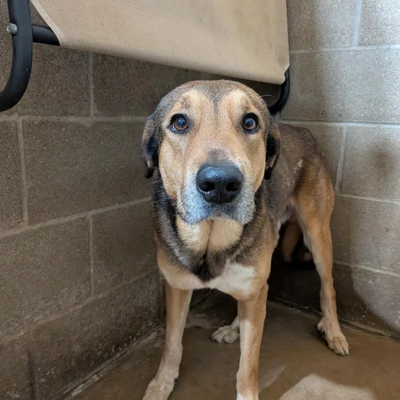 An adult medium-sized male Bicolor German Shepherd Dog dog named Beethoven for adoption in Anderson, TX
