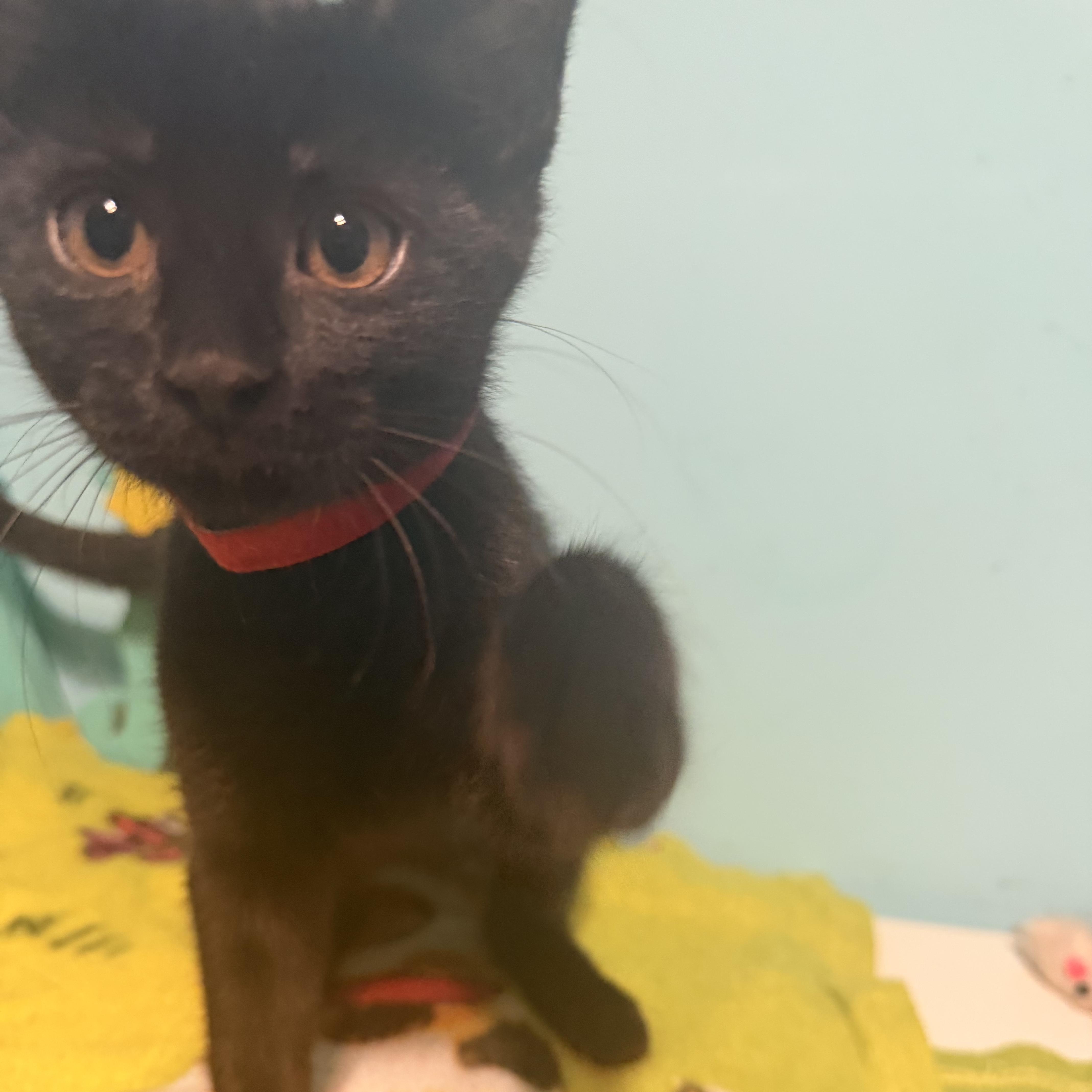 A baby medium-sized female Black Domestic Short Hair cat named Tipper for adoption in Joliet, IL