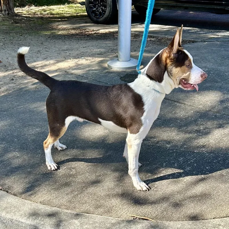 Peanut Butter Crunch thumbnail 3