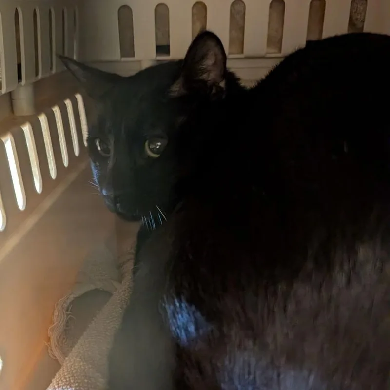 An adult large-sized male Domestic Short Hair cat named Berry for adoption in Fairport, NY