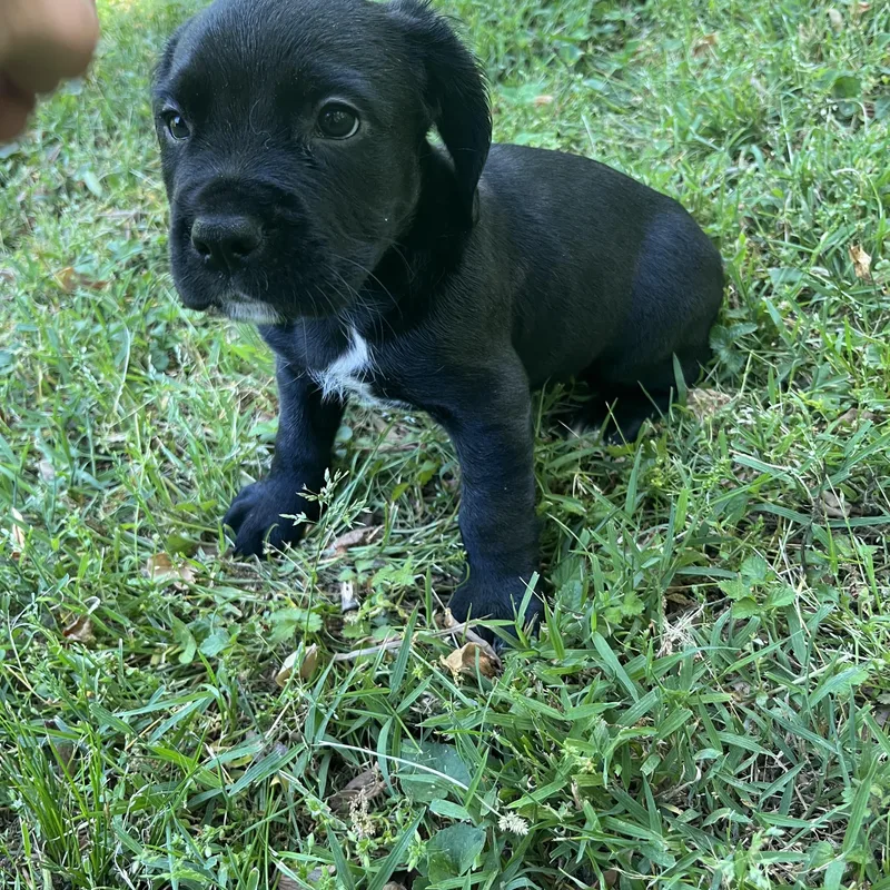 A baby medium-sized male Black Cocker Spaniel dog named Ashe for adoption in Rock Hill, SC