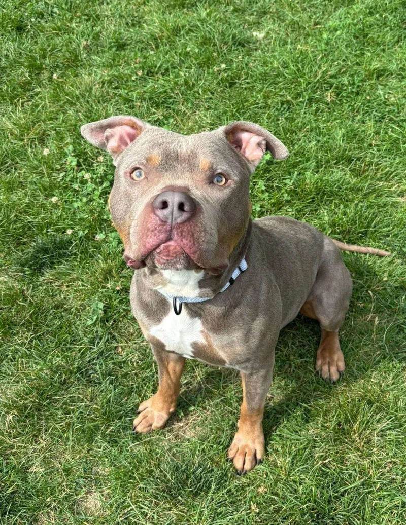 An adult large-sized male Yellow / Tan / Blond / Fawn Pit Bull Terrier dog named Chubbs for adoption in Reisterstown, MD