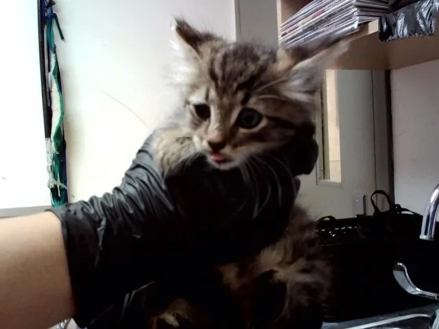 A baby small-sized male Domestic Medium Hair cat named A for adoption in Martinez, CA