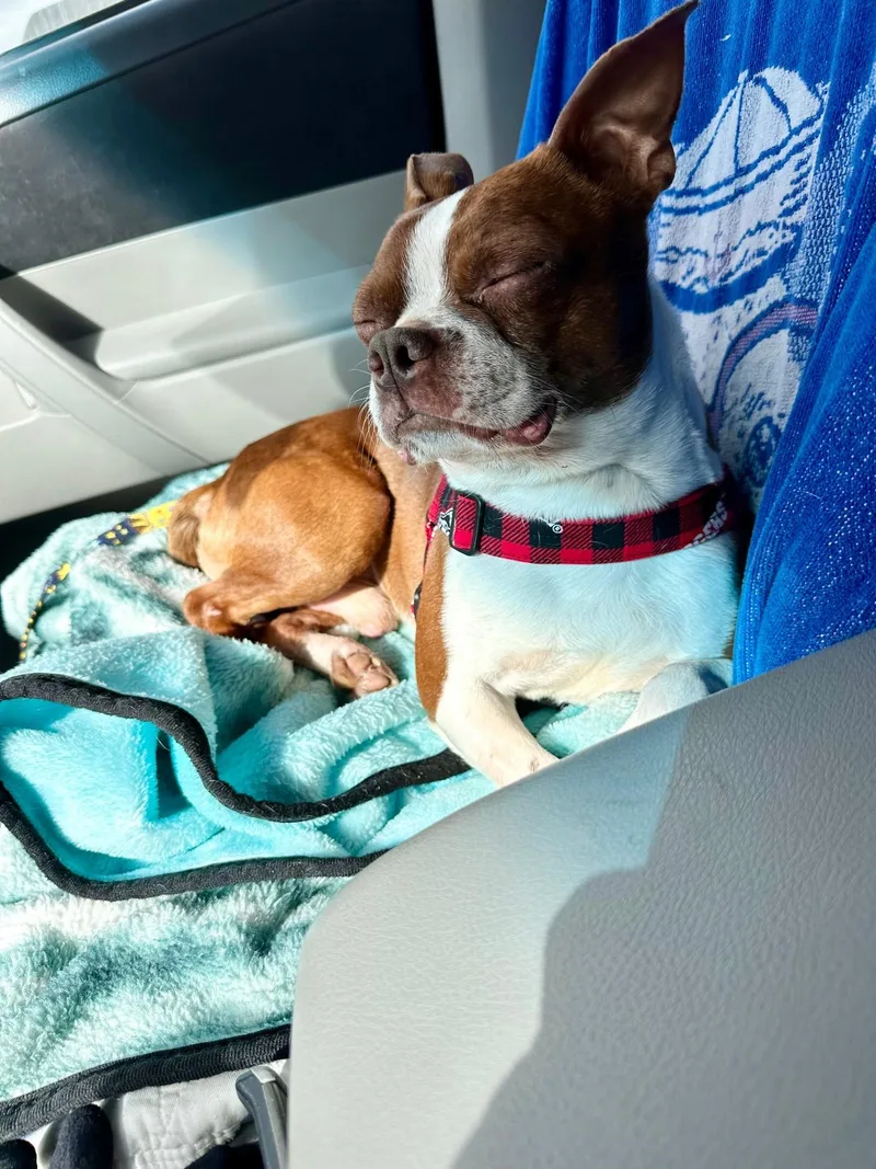 An adult small-sized male Red / Chestnut / Orange Boston Terrier dog named Firecracker for adoption in Waukesha, WI