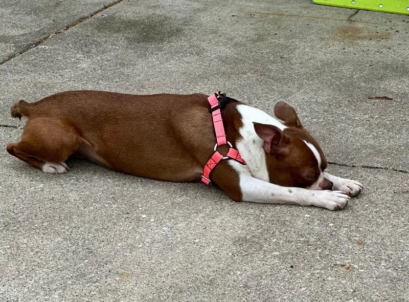 Firecracker thumbnail 2