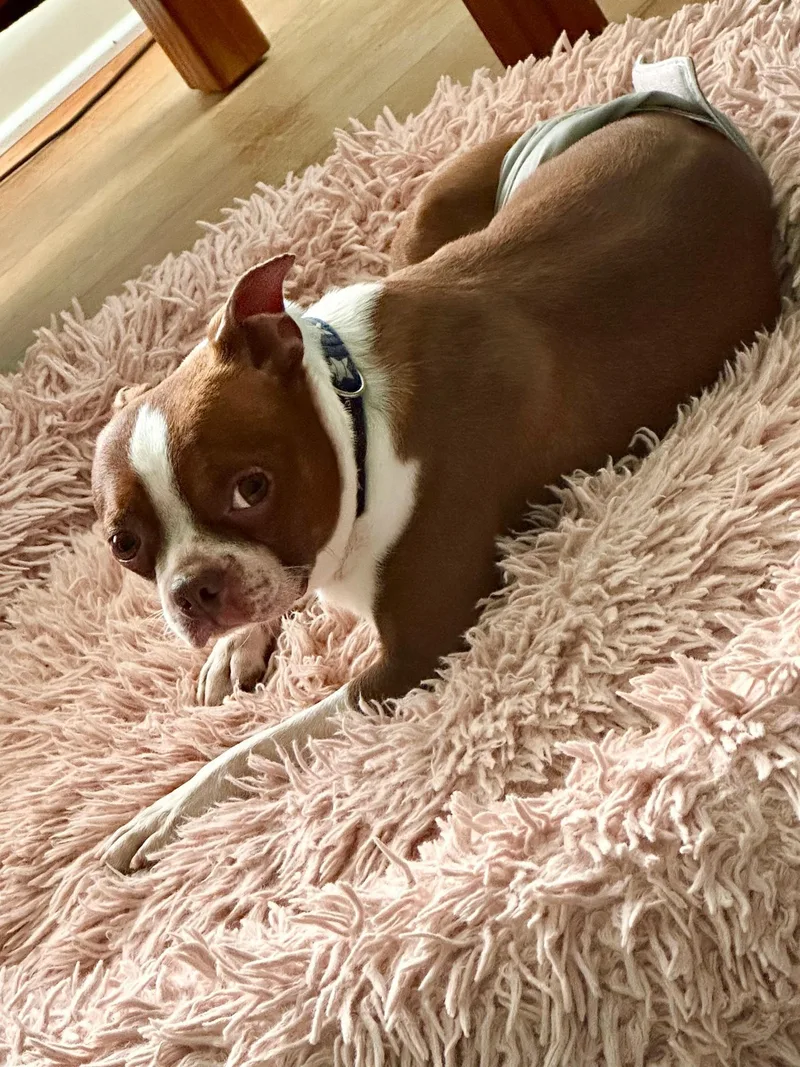 Firecracker thumbnail 3