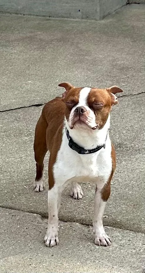 Firecracker thumbnail 4