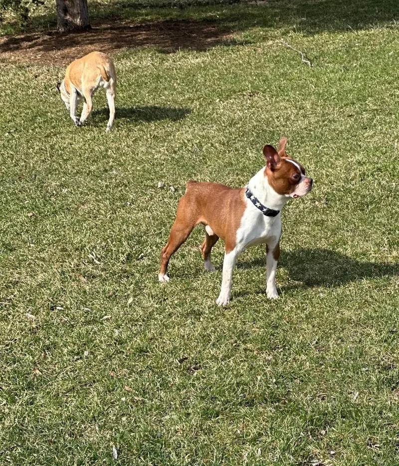 Firecracker thumbnail 5