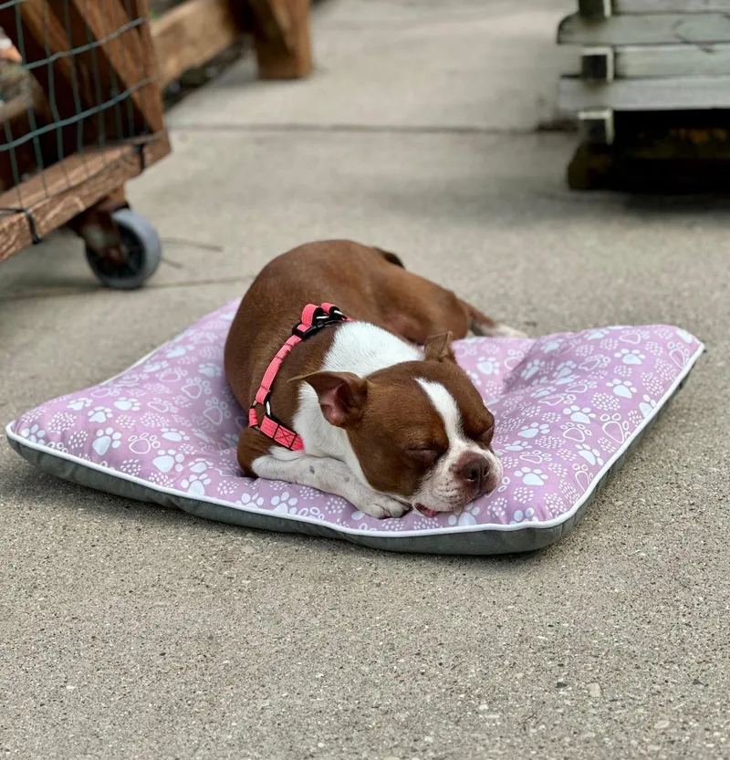 Firecracker thumbnail 6