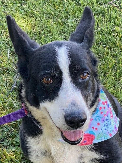 An adult medium-sized female Border Collie dog named Vera for adoption in Colusa, CA