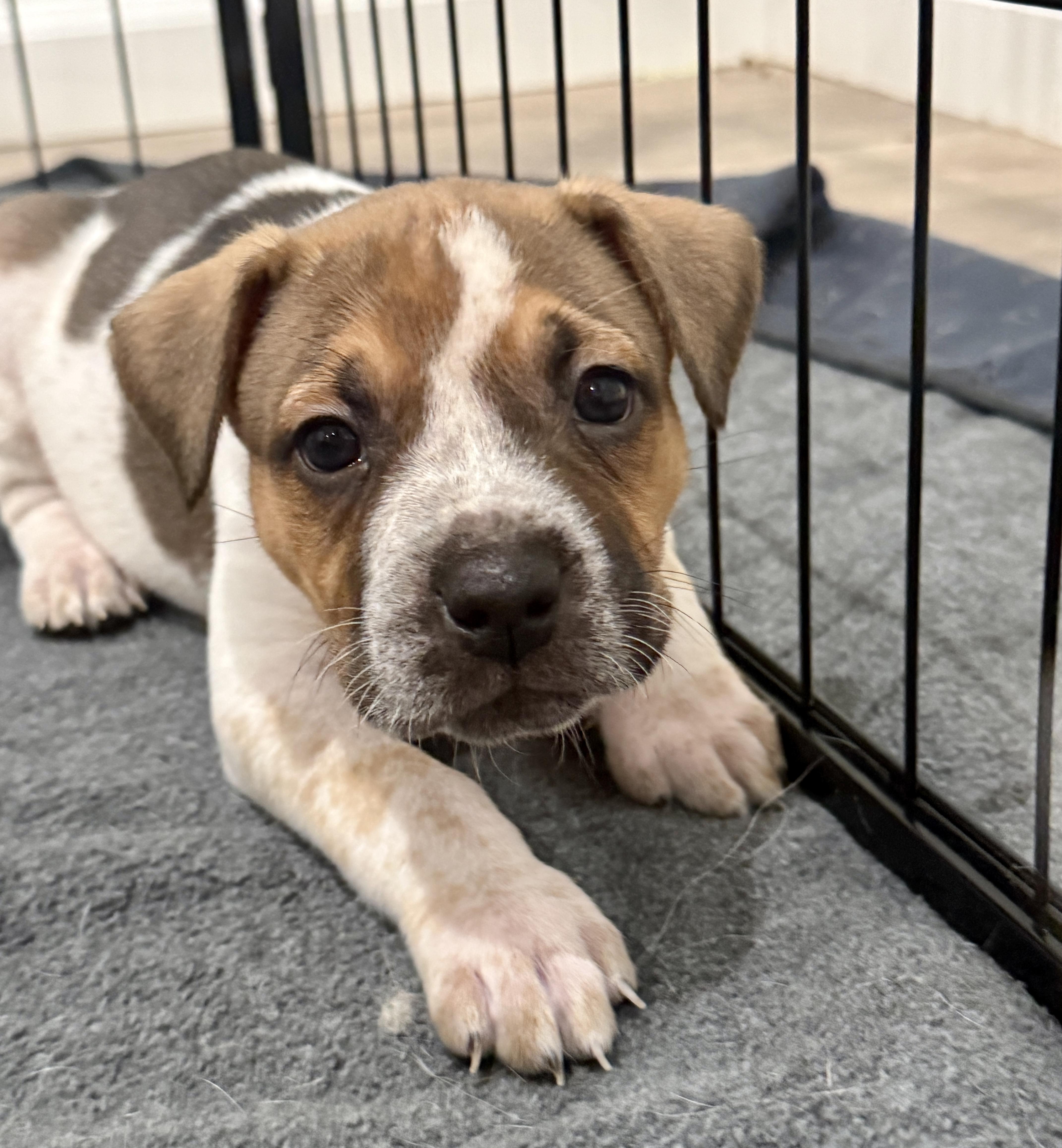 A baby medium-sized male Australian Cattle Dog / Blue Heeler dog named Ruckus for adoption in Los angeles, CA