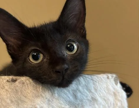 A baby medium-sized male Black Domestic Short Hair cat named Jaro for adoption in Melrose, MA