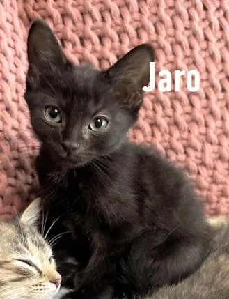 Jaro thumbnail 4