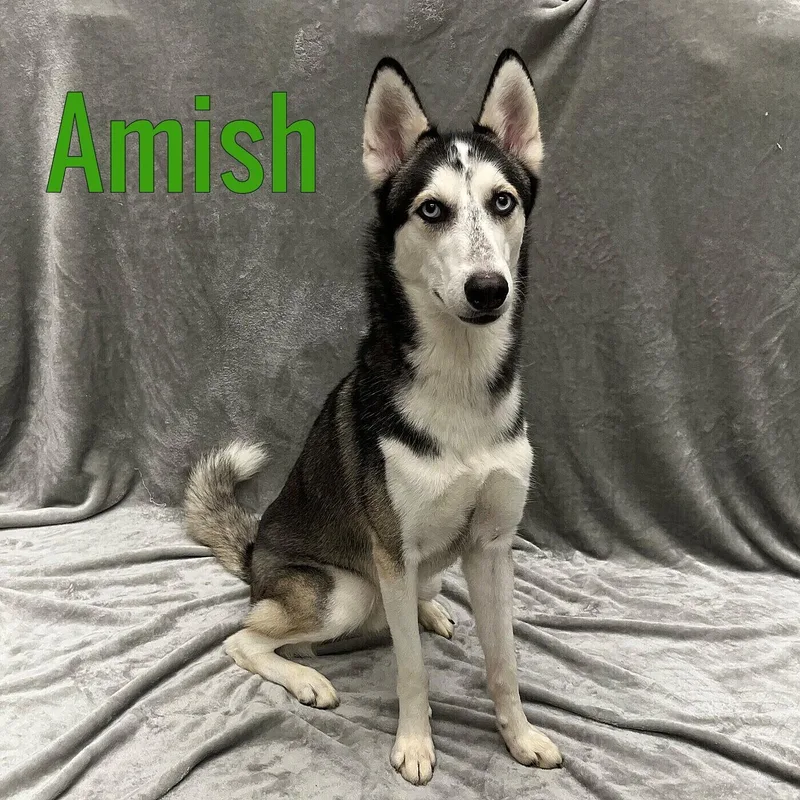 A young large-sized male Black Husky dog named Amish for adoption in Pleasantville, NJ