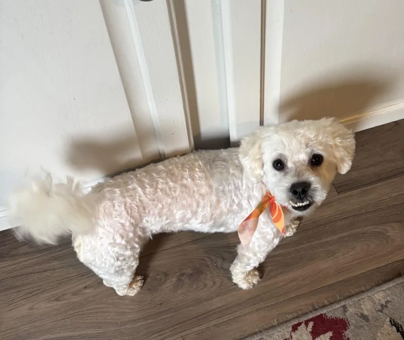 A young small-sized male Poodle dog named Leo for adoption in Rockford, IL