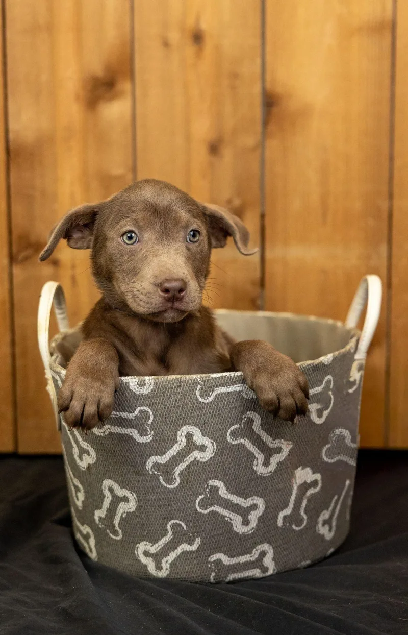 A baby medium-sized female Labrador Retriever dog named 712-26 for adoption in Brighton, CO