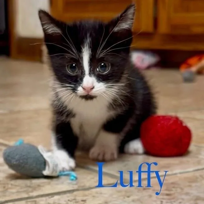 A baby medium-sized male Black & White / Tuxedo Domestic Medium Hair cat named Luffy...the lovebug for adoption in Murfreesboro, TN